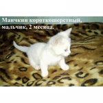 Предлагаются коротколапые котята породы манчкин (кошка-такса)