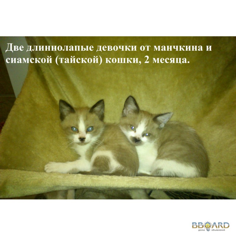 Фото 3. Предлагаются коротколапые котята породы манчкин (кошка-такса)