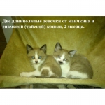 Предлагаются коротколапые котята породы манчкин (кошка-такса)