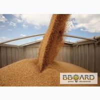 Инспекция зерновых грузов