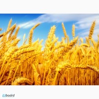 Крупная компания ДОРОГО закупает зерновые, зернобобовые