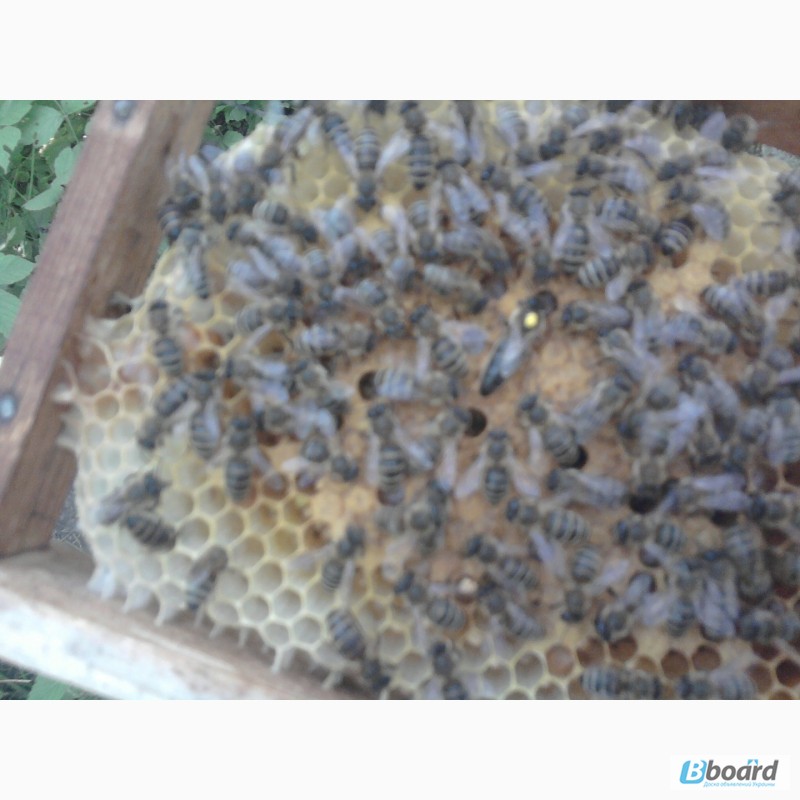 Фото 2. Бджоломатки Карпатка 2024