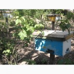 Бджоломатки Карпатка 2024