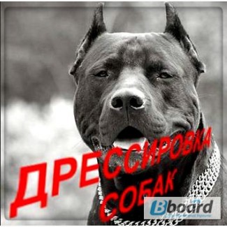 Кінолог. Дресирування собак Кам#039;янець-Подільський
