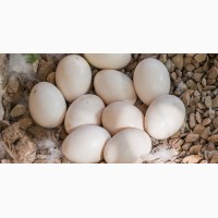 Инкубационные Яйца утки Мулард