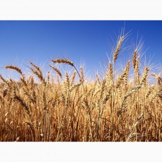 Куплю пшеницю з повишеною смітною по Хмельницькій області