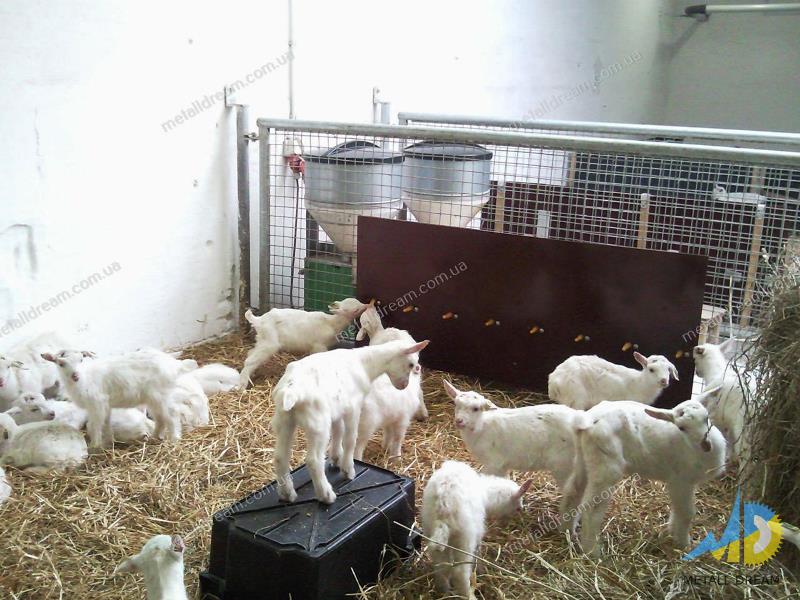 Фото 7. Стійлове обладнання для утримання кіз та овець