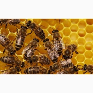 Продаються бджолосім#039;ї, рамки, суш