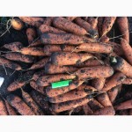 Продажа моркови в Ровно