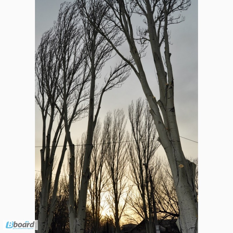 Фото 5. Валка (спил) деревьев, обрезка, корчевка, вывоз. Чистка крыш от снега
