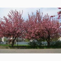 Семена сакура (japanese cherry blossom)