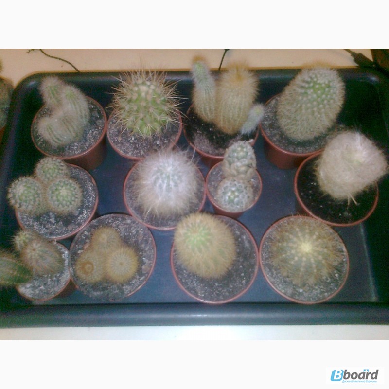 Фото 10. Распродажа коллекции кактусов