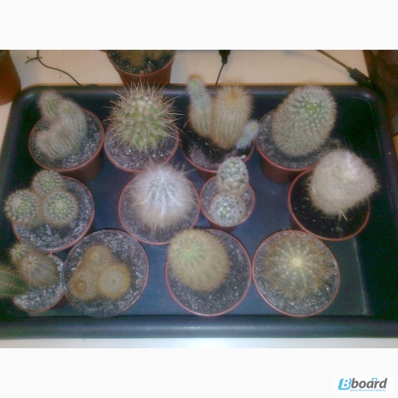 Фото 4. Распродажа коллекции кактусов