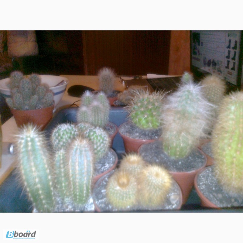 Фото 5. Распродажа коллекции кактусов
