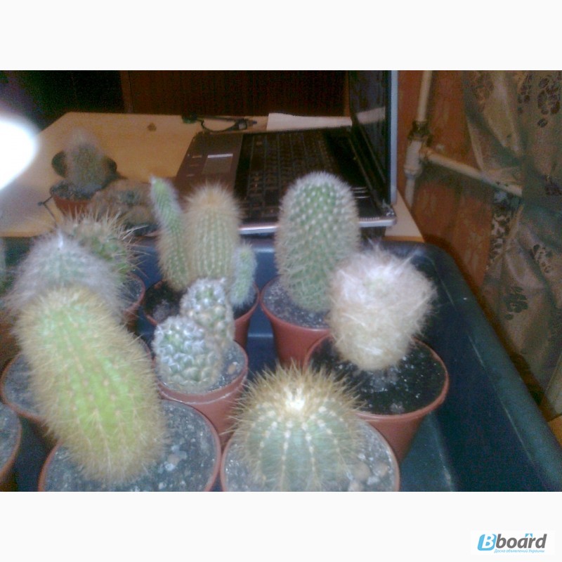 Фото 6. Распродажа коллекции кактусов