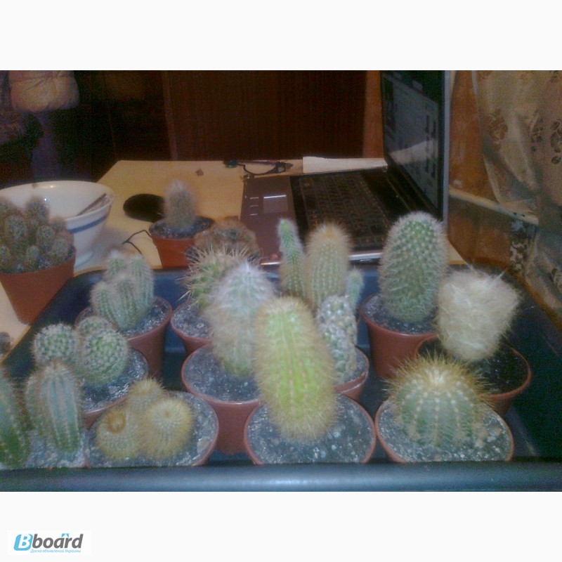 Фото 7. Распродажа коллекции кактусов