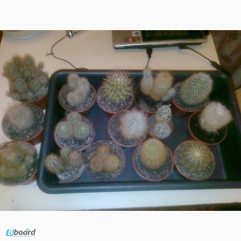 Фото 9. Распродажа коллекции кактусов