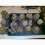 Распродажа коллекции кактусов