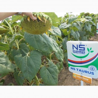 Продам семена подсолнечника НС Таурус под евролайтнинг