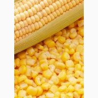 Купим кукурузу в Черниговской области. Форма оплаты любая