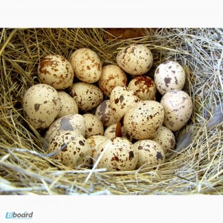 Перепелиные яйца, домашние, экологически чистые