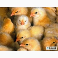 Продам суточных курчат яичной породы ломанн браун