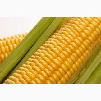 Купим кукурузу в Сумской области. Форма оплаты любая