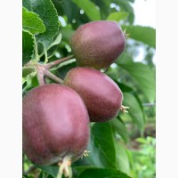 Продам яблука першого класу оптом урожай 2020, Закарпатська обл