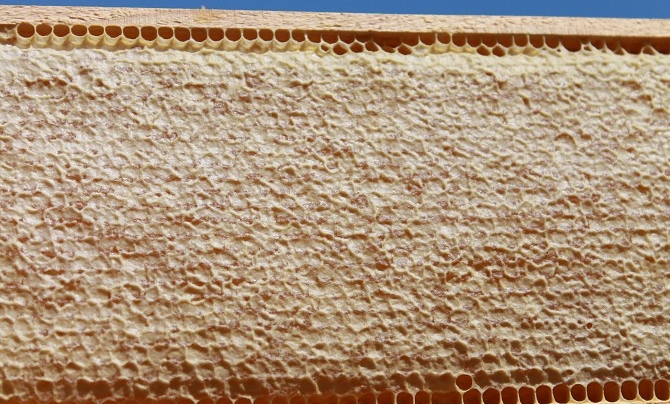 Фото 7. Мёд. Сотовый мёд. Натуральный. Вызревший нектар лечебных трав заповедника