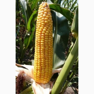 Семена кукурузы ДКС 3972 (DKC 3972) ФАО 300 Монсанто