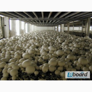 Сбор грибов в Польшу