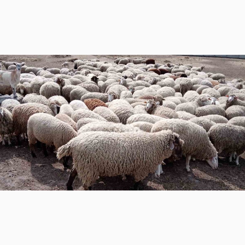 Овцы купить в ставропольском. Жирнохвостая порода овец. Ягнят гиссарских Баранов 2023 года. Племенной баран. Бараны и овцы.