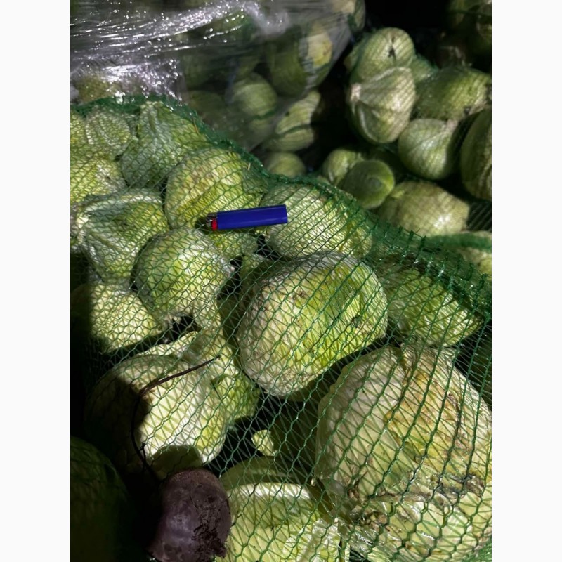 Фото 2. Продам капусту на переработку від поставщика з 10 тонн