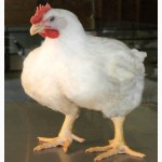 Продам суточных цыплят бройлеров Кооб 500