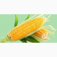 Купуємо кукурудзу у виробників з усіх регіонів