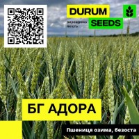 Насіння пшениці Durum Seeds. Сорт БГ Адора - Оригінатор Biogranum (Сербія)