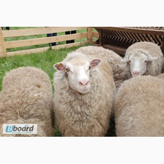 Продаются овцы Цигайской породы
