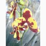 Продажа пятнистых орхидей