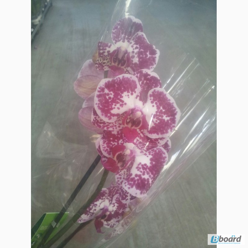 Фото 4. Продажа пятнистых орхидей