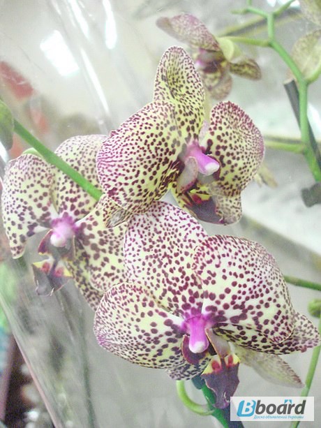Фото 5. Продажа пятнистых орхидей
