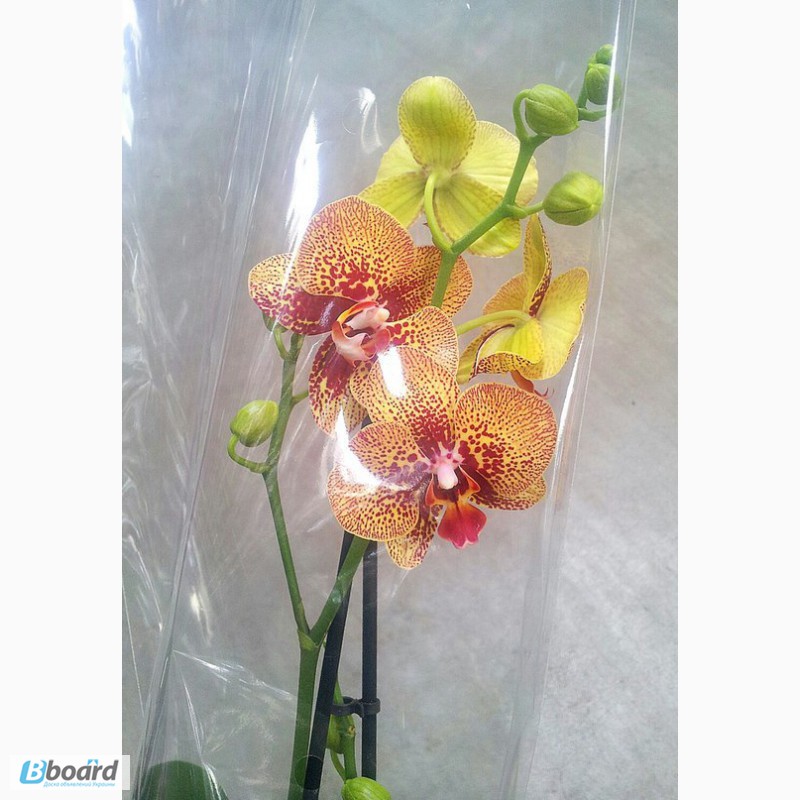 Фото 6. Продажа пятнистых орхидей