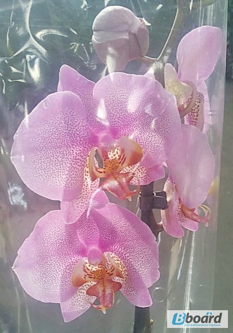 Фото 7. Продажа пятнистых орхидей