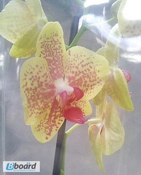 Фото 8. Продажа пятнистых орхидей