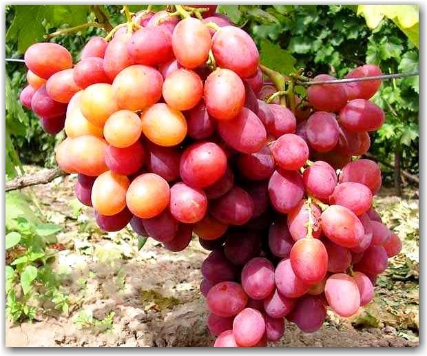 Фото 2. Саженцы и черенки Винограда питомник выращивает Виноград и плодовые деревья есть опт