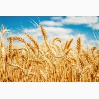 Продам пшеницу 3 класа 4 тыс. тонн