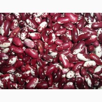 Квасоля на продаж. Відбірні, перевірені сорти