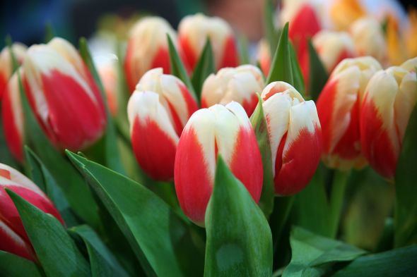 Фото 4. Продаются луковицы тюльпанов и ирисов на выгонку на 8 марта, Мелитополь