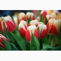 Продаются луковицы тюльпанов и ирисов на выгонку на 8 марта, Мелитополь