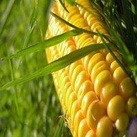 Кукуруза Харьковская семена