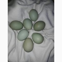 Продажа яиц кур породы Синь Дянь
